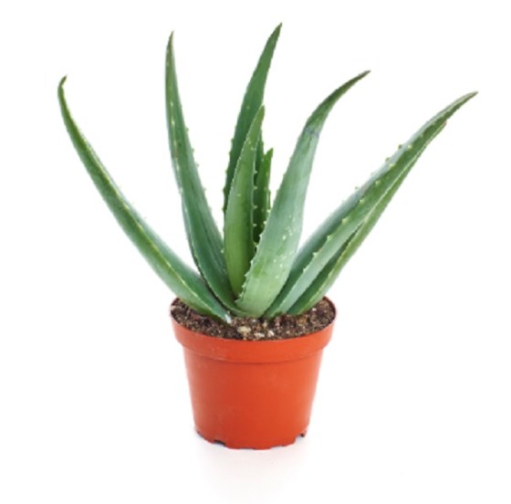 planta-sabila-producto